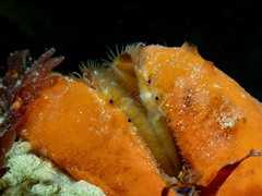 Mimachlamys asperrima