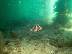 Chirodactylus spectabilis