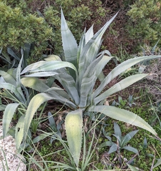 Agave americana
