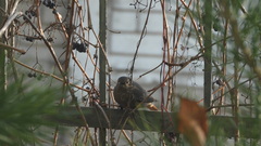 Phoenicurus ochruros
