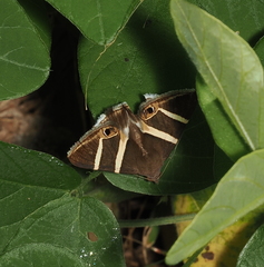 Grammodes