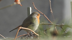 Erithacus rubecula