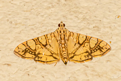 Glyphodes caesalis