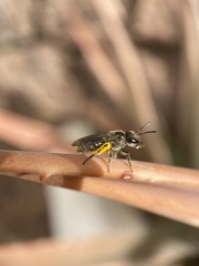 Lasioglossum viride