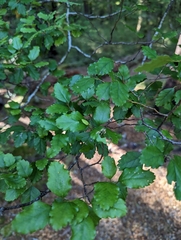 Nothofagus fusca
