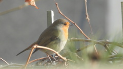 Erithacus rubecula