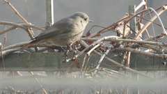 Erithacus rubecula