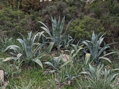 Agave americana