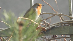 Erithacus rubecula