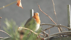 Erithacus rubecula