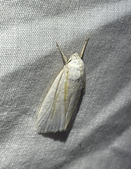 Cryptophasa flavolineata