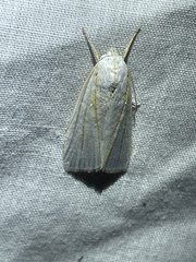 Cryptophasa flavolineata