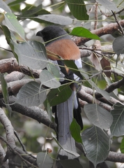 Dendrocitta vagabunda