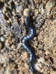 Cormocephalus