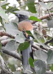Dendrocitta vagabunda