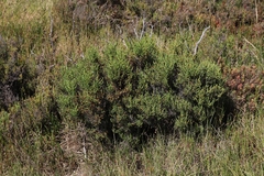 Tecticornia arbuscula