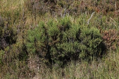 Tecticornia arbuscula