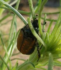Strigoderma arbicola