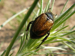 Strigoderma arbicola