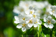Pyrus communis pyraster