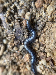 Cormocephalus