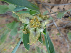 Ferraria variabilis