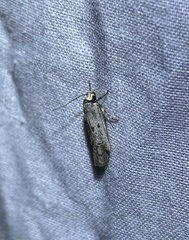 Philobota thiocrossa