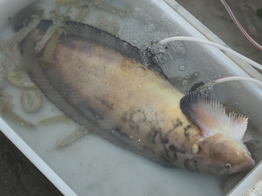 Tanaka's Snailfish