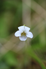 Viola cunninghamii