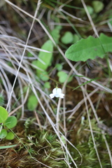 Viola cunninghamii
