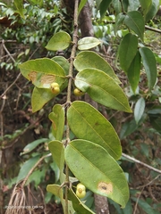 Coptosapelta diffusa