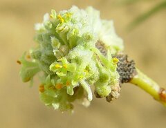 Pimelea microcephala microcephala