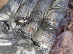 Carabus granulatus interstitialis