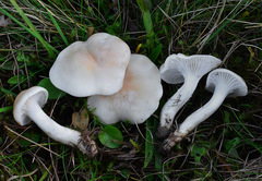 Cuphophyllus pratensis pallidus