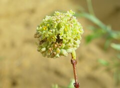 Pimelea microcephala microcephala