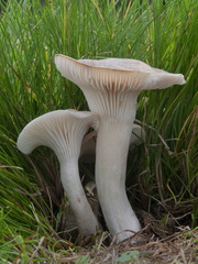 Cuphophyllus pratensis pallidus