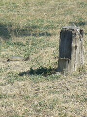 Spermophilus suslicus