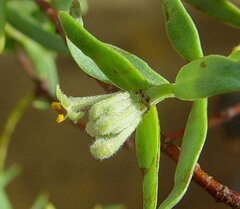 Pimelea microcephala microcephala