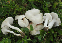 Cuphophyllus pratensis pallidus