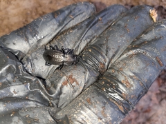 Carabus granulatus interstitialis