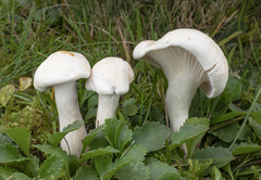 Cuphophyllus pratensis pallidus