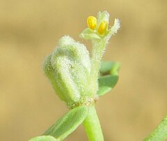 Pimelea microcephala microcephala