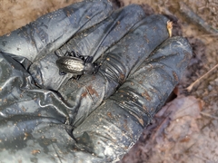 Carabus granulatus interstitialis