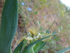 Ferraria variabilis