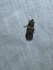 Conobathra hemichlaena