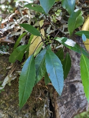 Pseudopanax