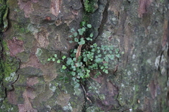 Asplenium hookerianum