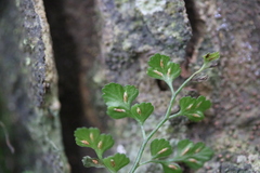 Asplenium hookerianum
