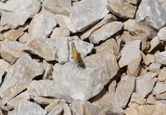 Thymelicus sylvestris