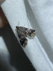 Elophila responsalis